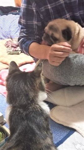 エルとみやこ。エル13歳になる。_a0105396_01372863.jpg