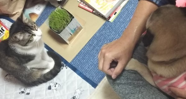 エルとみやこ。エル13歳になる。_a0105396_01374981.jpg