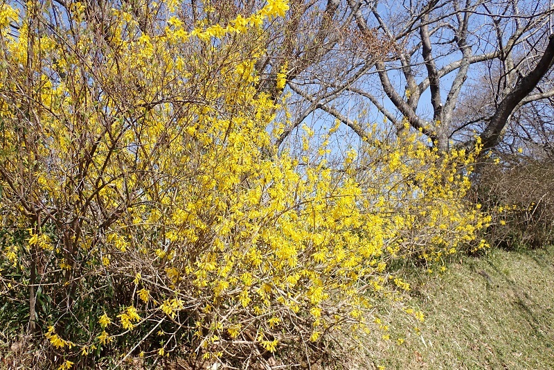 房総風土記の丘～花だより～_e0398208_10402963.jpg