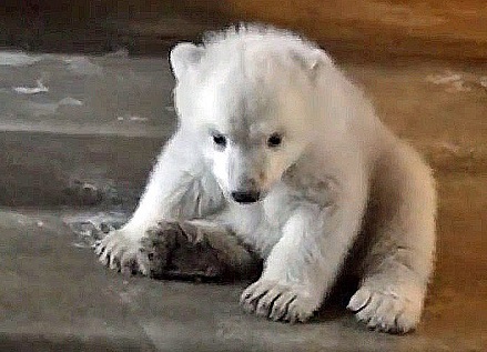 男鹿水族館gaoの赤ちゃん 生後80日が経過 ホッキョクグマの性格は父親と母親のどちらに強く似るのか Polarbearology Conjectaneum 男鹿水族館gaoの赤ちゃん 生後80日が経過 ホッキョクグマの性格は父親と母親のどちらに強く似るのか Polarbearology Conjectaneum