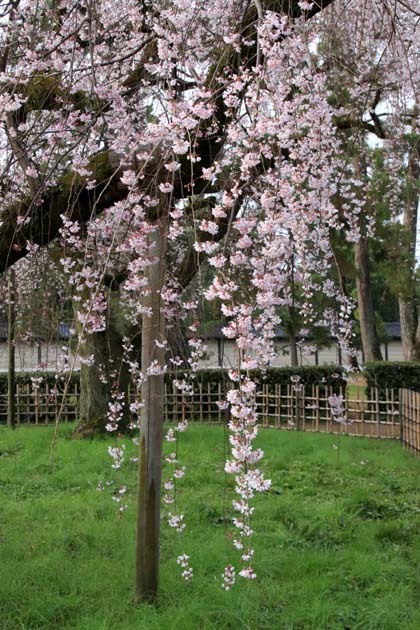 糸しだれ桜が満開に　京都御苑近衛邸跡2_e0048413_20495454.jpg