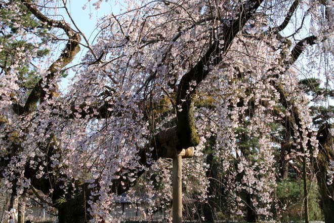 糸しだれ桜が満開に　京都御苑近衛邸跡2_e0048413_20500461.jpg