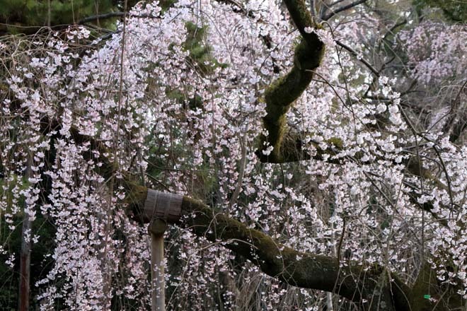 糸しだれ桜が満開に　京都御苑近衛邸跡2_e0048413_20500990.jpg