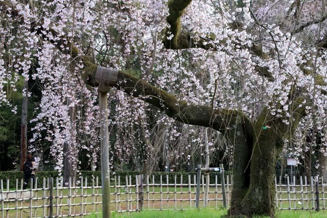 糸しだれ桜が満開に　京都御苑近衛邸跡2_e0048413_20502086.jpg