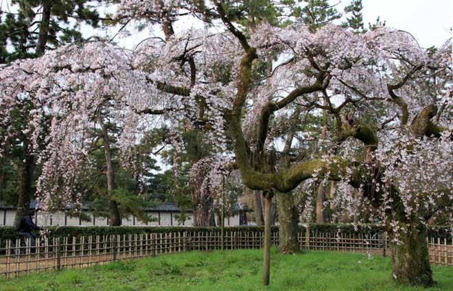 糸しだれ桜が満開に　京都御苑近衛邸跡2_e0048413_20502511.jpg