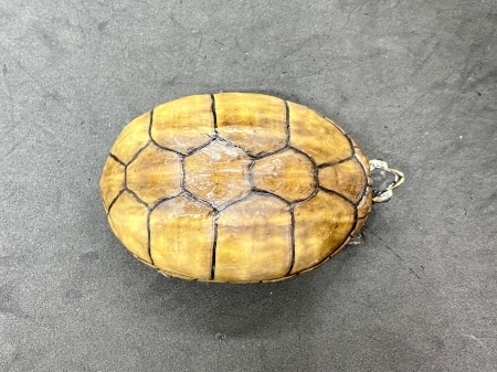 ミスジドロガメ メス個体の販売 横浜の爬虫類専門店 アクアマイティーblog