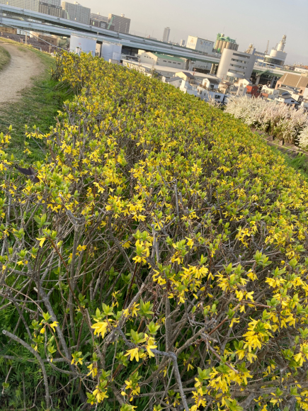 八幡屋公園の花達_a0098418_23164441.jpg