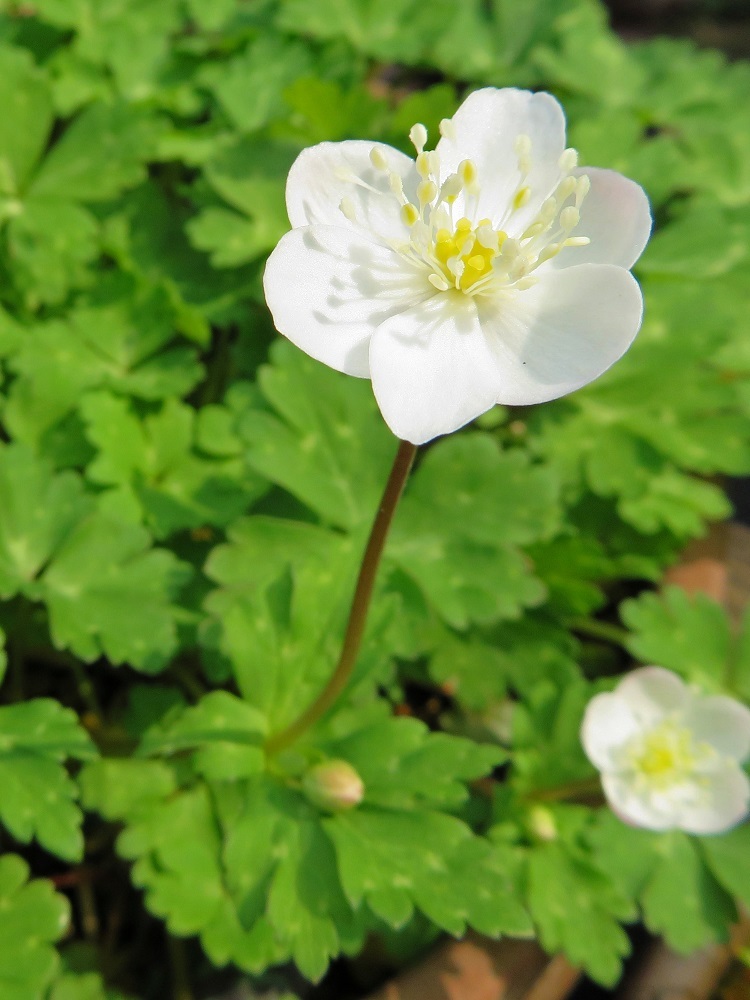 白い春の花 我が家の花たち