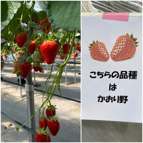 渡邉いちご園のいちご狩り アキタンの年金 株主生活 毎月旅日記 渡邉いちご園のいちご狩り アキタンの年金 株主生活 毎月旅日記