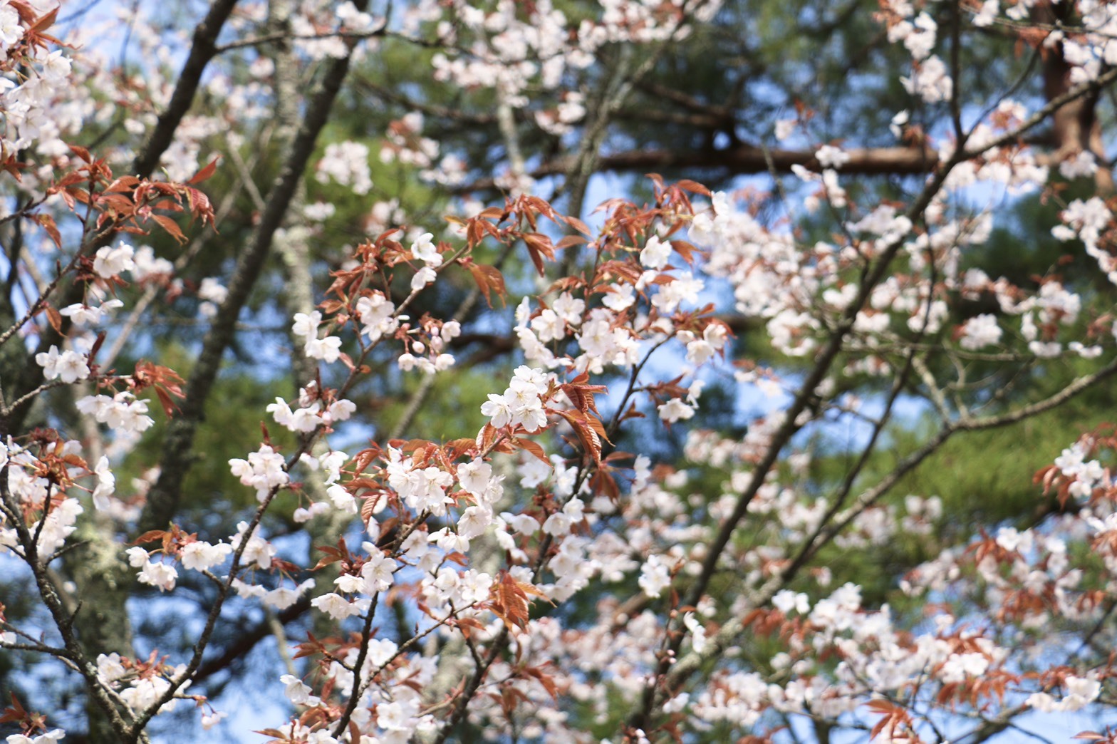 今年は桜の開花が早そうです!_e0154524_13381401.jpg