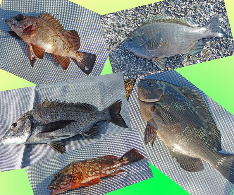 春告魚 Photo Break