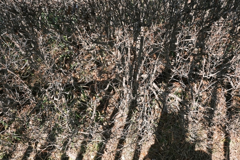 晴天_e0374932_09183844.jpg