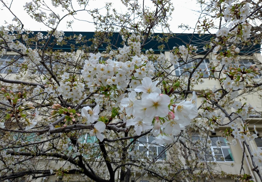 寒咲大島桜 作家 佐伯香也子のブログ