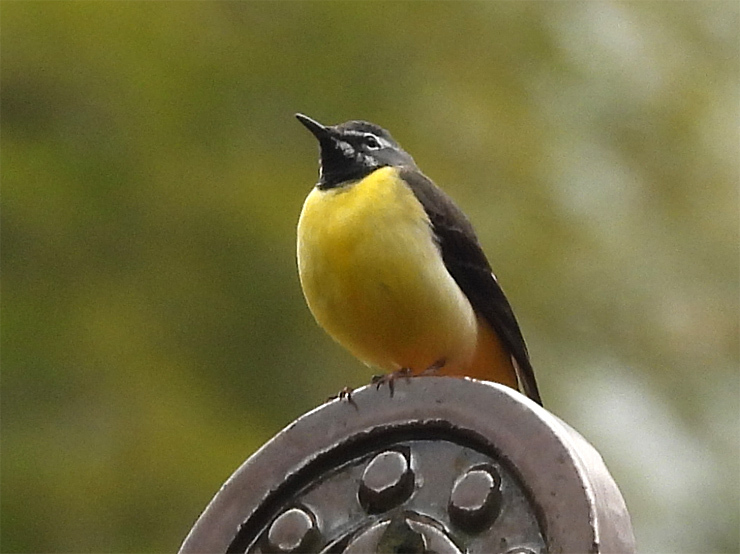 birdwatching in 大森②_f0214649_04540401.jpg