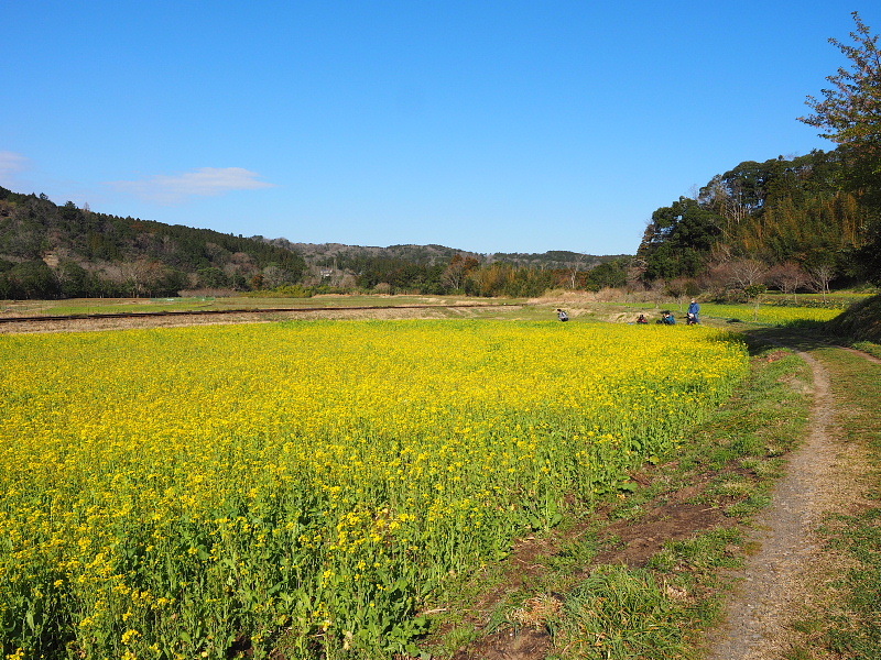 Photo日記 菜の花畑と小湊鐡道 房総 石神菜の花畑 Samのlifeキャンプブログ Doors In Out Photo日記 菜の花畑と小湊鐡道 房総 石神菜の花畑 Samのlifeキャンプブログ Doors In Out