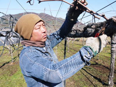 熊本ぶどう 社方園 芽吹き2021 前編:今年も3パターンで収穫時期をずらして栽培です_a0254656_16303774.jpg