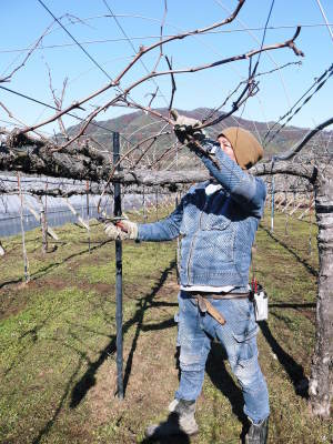 熊本ぶどう 社方園 芽吹き2021 前編:今年も3パターンで収穫時期をずらして栽培です_a0254656_16332728.jpg