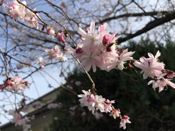 桜_f0303858_15315679.jpeg