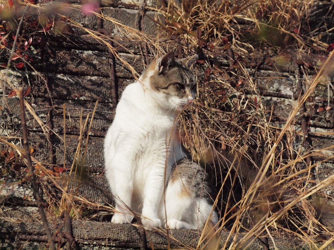粕森 かしもり 公園の猫と植物 自然風の自然風だより