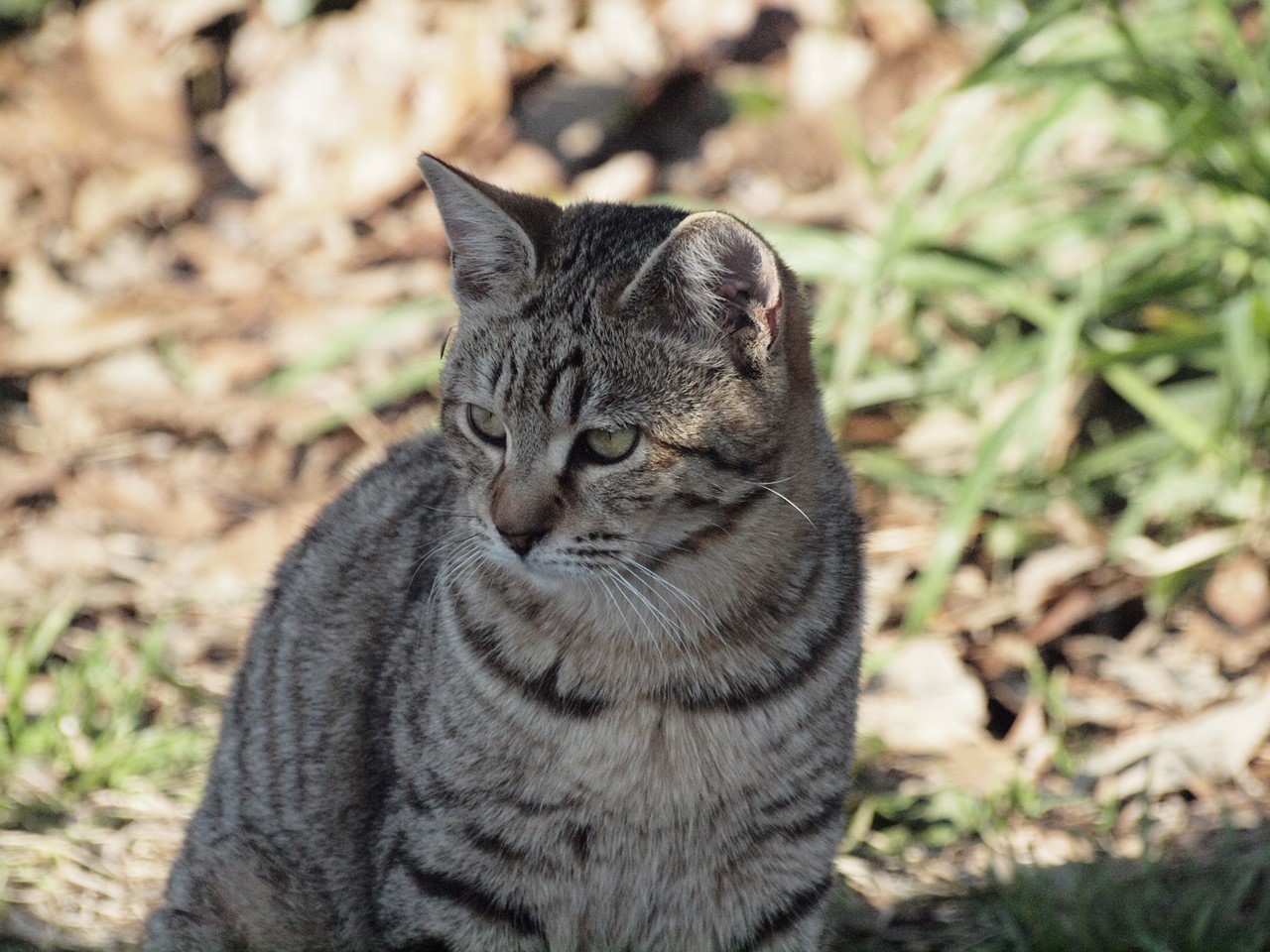粕森 かしもり 公園の猫と植物 自然風の自然風だより