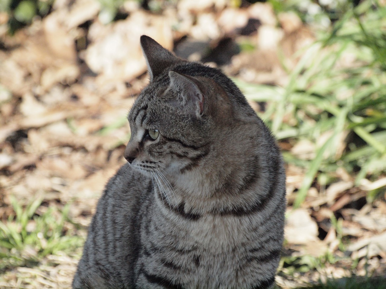 粕森 かしもり 公園の猫と植物 自然風の自然風だより