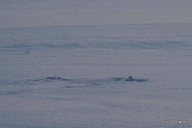 大島海峡にクジラがやって来た_b0115085_10173754.jpg