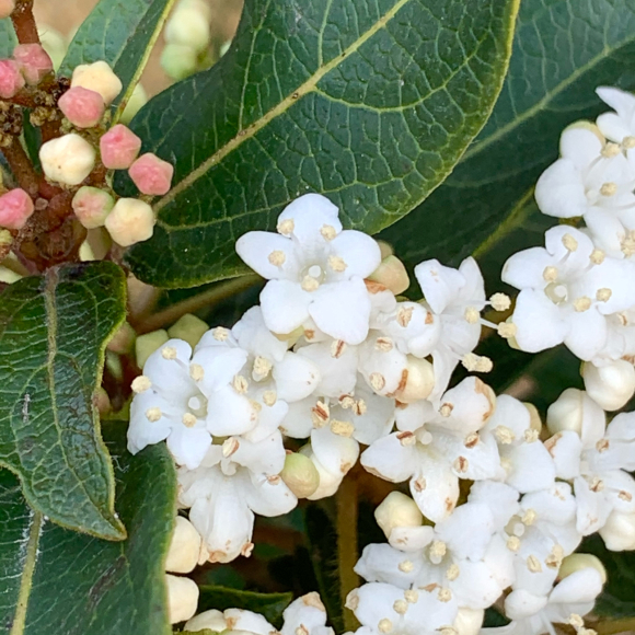 常緑ガマズミの花をアップで 編み好き Amiami通信 常緑ガマズミの花をアップで 編み好き Amiami通信