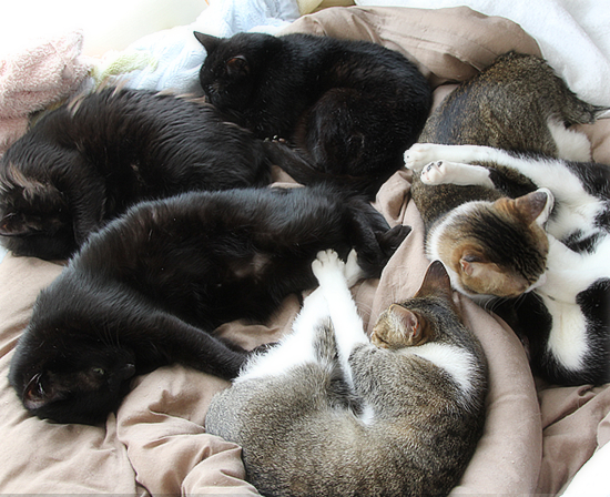留守中の猫は?_a0389088_21010437.jpg