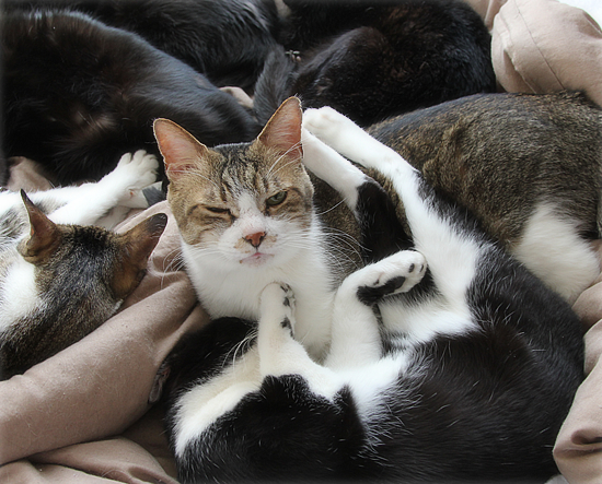 留守中の猫は?_a0389088_21010499.jpg