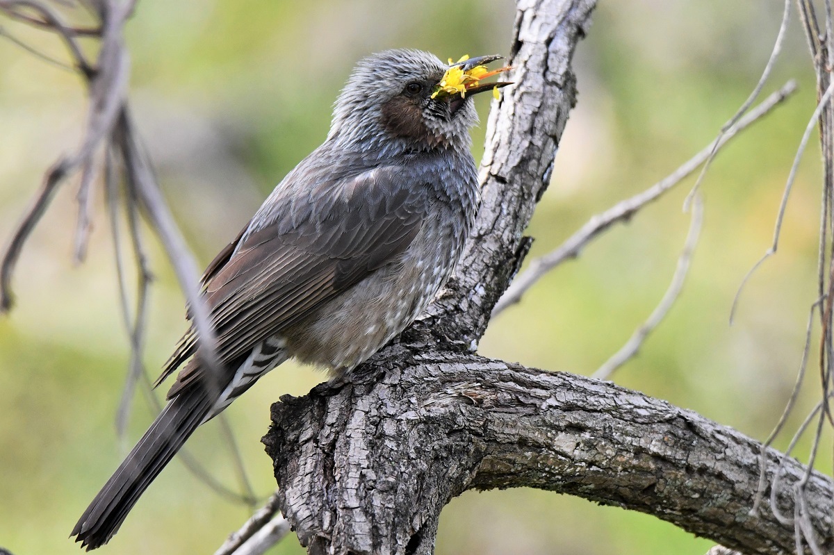タンポポを食べちゃった 鳥と共に日々是好日 タンポポを食べちゃった 鳥と共に日々是好日