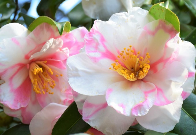 ウィンターローズ と ローズ バラとハーブのある暮らし Salon De Roses ウィンターローズ と ローズ バラとハーブのある暮らし Salon De Roses