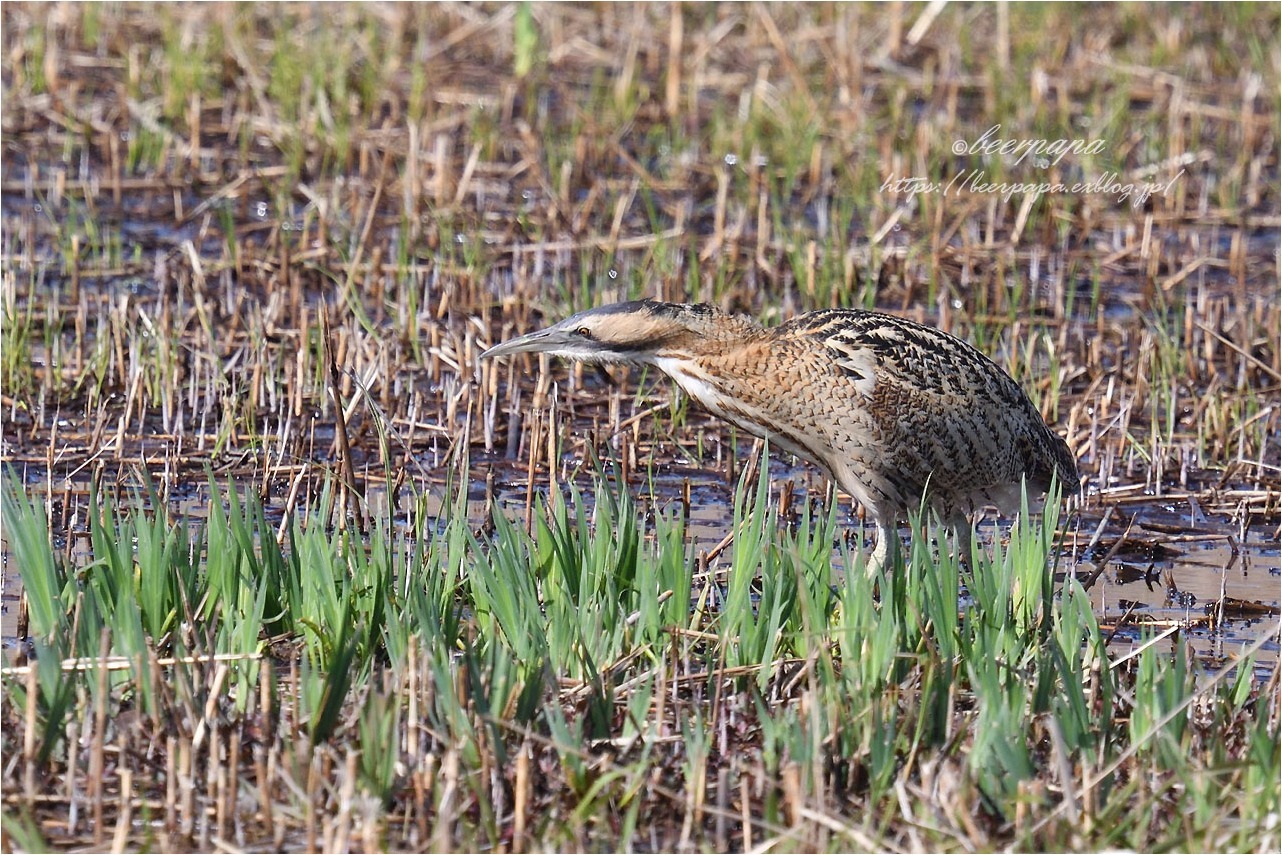 ヨシ原のサンカノゴイ_a0076493_17210368.jpg