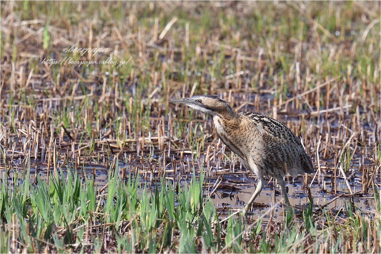 ヨシ原のサンカノゴイ_a0076493_17363769.jpg