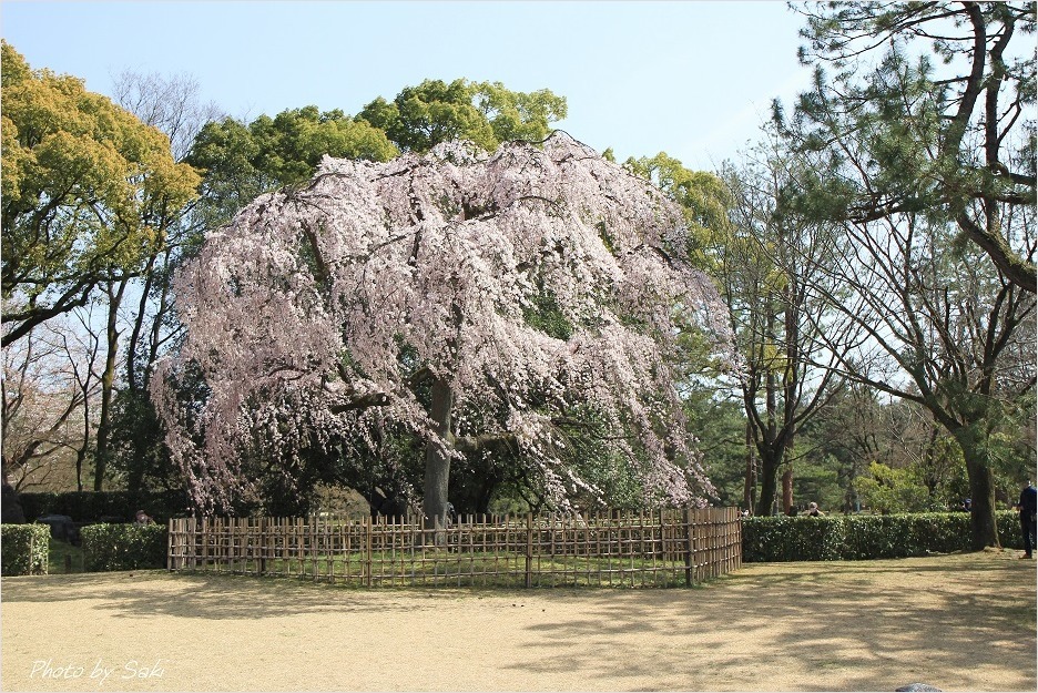 春の日の夢。_b0311208_17191073.jpg
