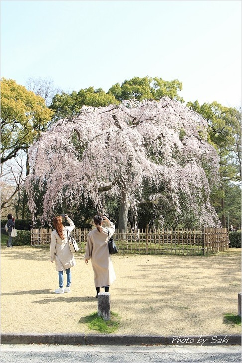 春の日の夢。_b0311208_17194265.jpg
