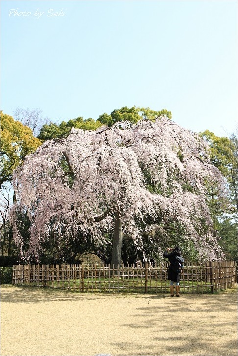 春の日の夢。_b0311208_17195730.jpg