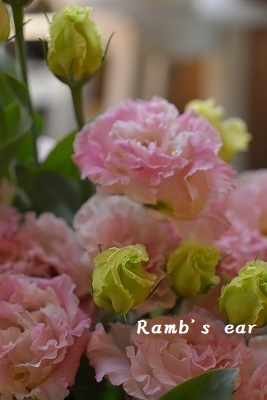 入荷したお花一部ご紹介 Ramb S Ear ラムズイヤー 入荷したお花一部ご紹介 Ramb S Ear ラムズイヤー