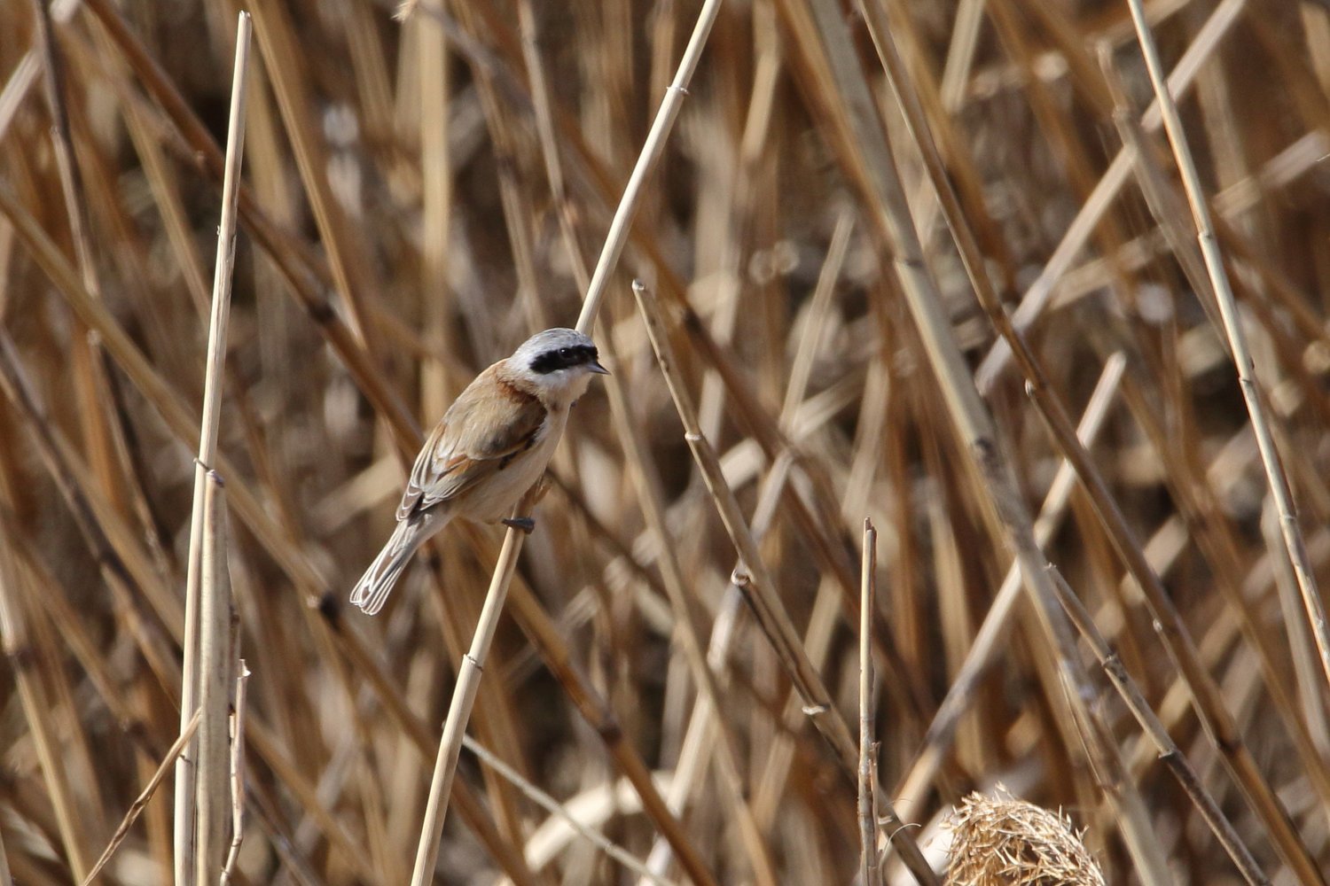 ツリスガラ 21年3月18日 ほとんど野鳥写真日記 ツリスガラ 21年3月18日 ほとんど野鳥写真日記