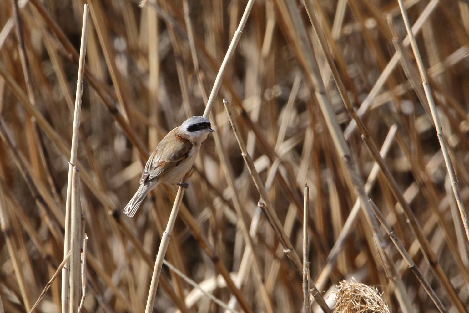 ツリスガラ 21年3月18日 ほとんど野鳥写真日記