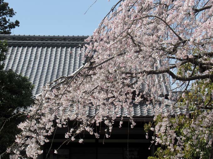 しだれ桜が満開に　上品蓮台寺_e0048413_18470698.jpg