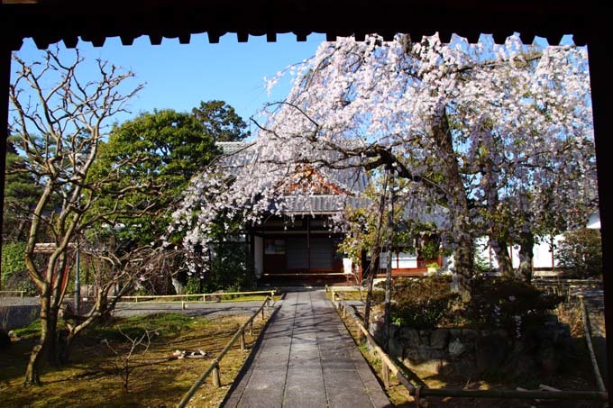 しだれ桜が満開に　上品蓮台寺_e0048413_18471587.jpg