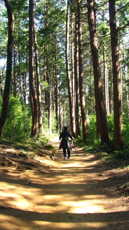 飯能三名山 多峰主山 トレキング〜_f0302214_17351842.jpg