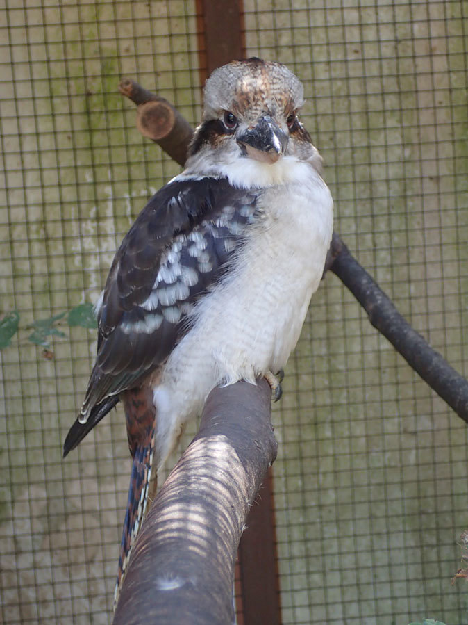 オーストラリアの動物たち～笑う！？ワライカワセミ（埼玉県
