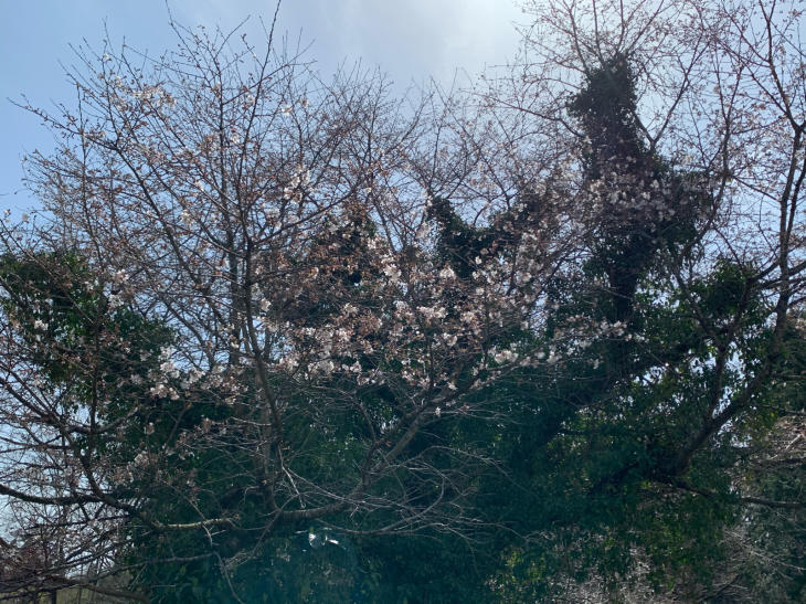 桜咲く_b0093221_01274910.jpg