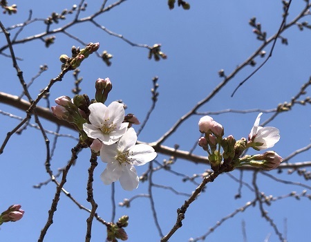 桜開花とmountainさんより木の小物が届いています_b0100229_11471470.jpg