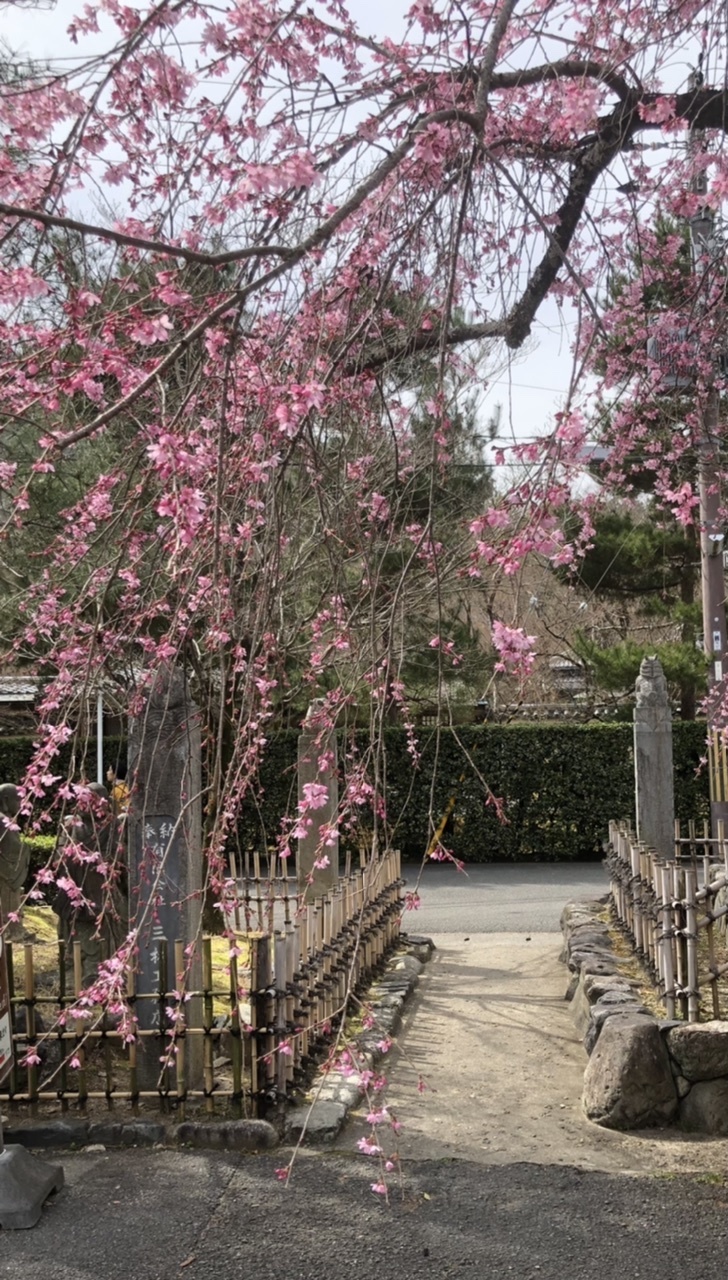 椿から一気に桜の季節に_a0197730_14045186.jpeg