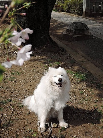今日のさくらさん_c0062832_12094821.jpg
