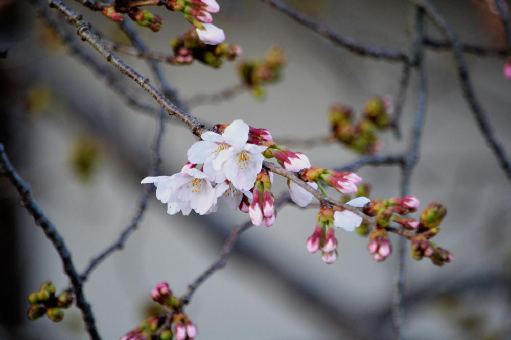 桜が咲き始めました♪_b0165233_18261886.jpg