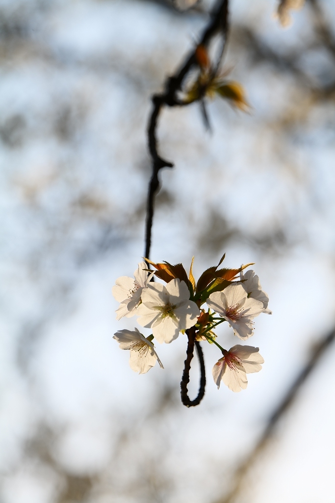 Lumix 70 300mm 花撮りの名手 写真家 相原正明のつれづれフォトブログ Lumix 70 300mm 花撮りの名手 写真家 相原正明のつれづれフォトブログ