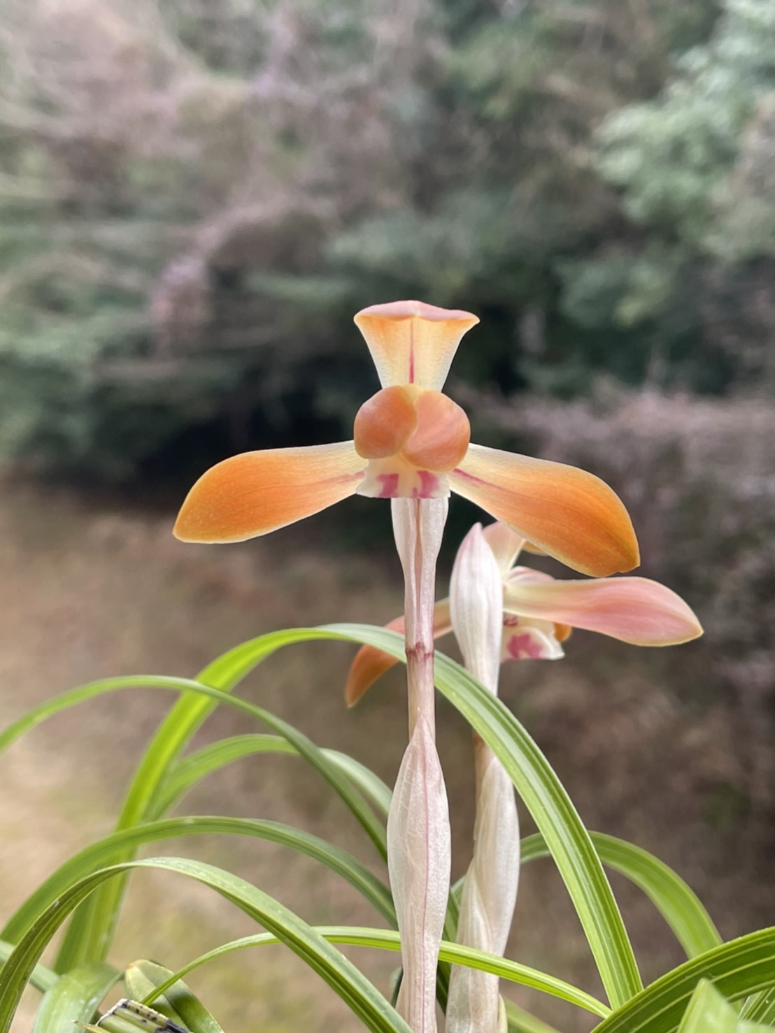 韓国春蘭 『神秘』 日本春蘭